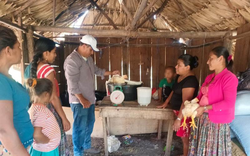 Pollos de engorde alcanzan peso óptimo