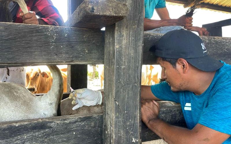 Productor ganadero de El Chal recibe asistencia para exportar bovinos