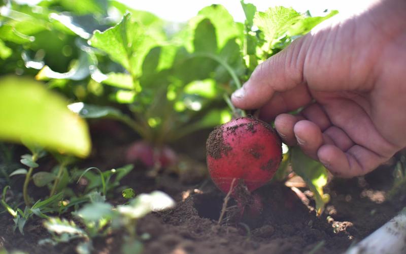 Promueven agricultura familiar y huertos familiares en Huehuetenango