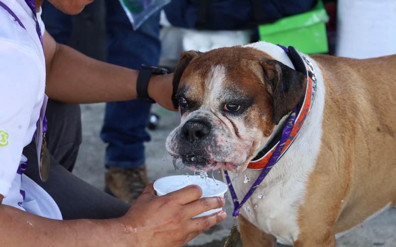 Proteja a sus mascotas durante la época de calor