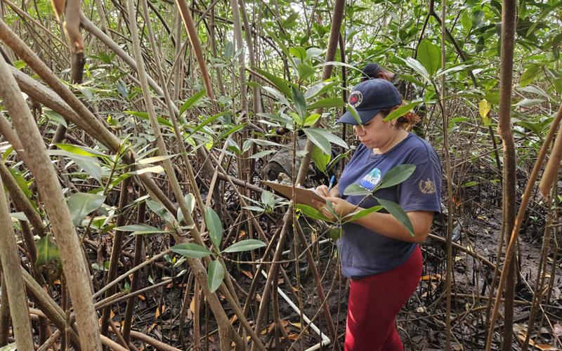 Realizan monitoreos de cangrejo en Parque Nacional Sipacate-Naranjo
