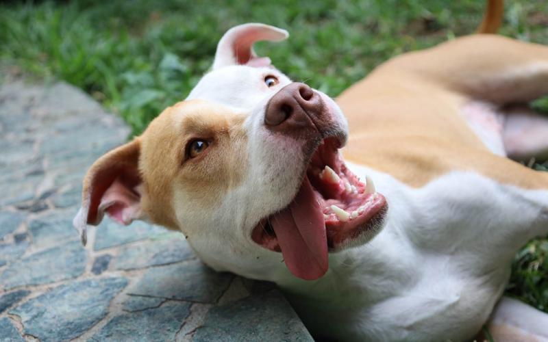 Si saldrá al exterior con su mascota en Semana Santa, debe cumplir estos requisitos