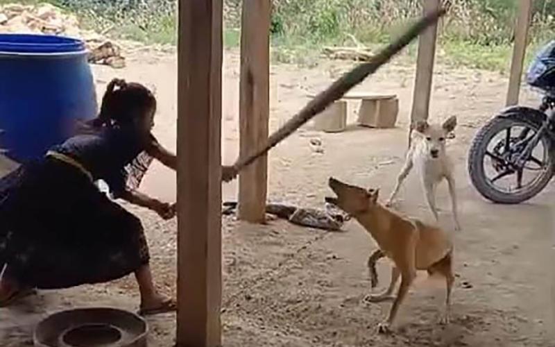 UBA investiga caso de crueldad animal difundido por video en redes sociales