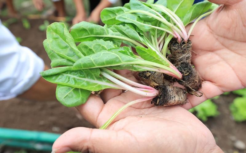 Una hortaliza que se cultiva mucho en el país es la acelga