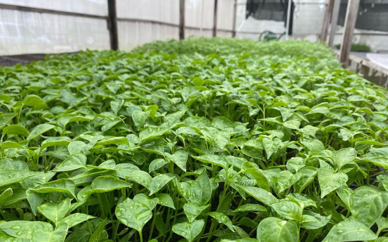 En Petén trabajamos en la producción de pilones de hortalizasf