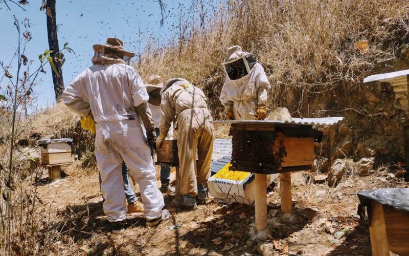 Apicultores de San Bartolomé Jocotenango producen de forma sostenible