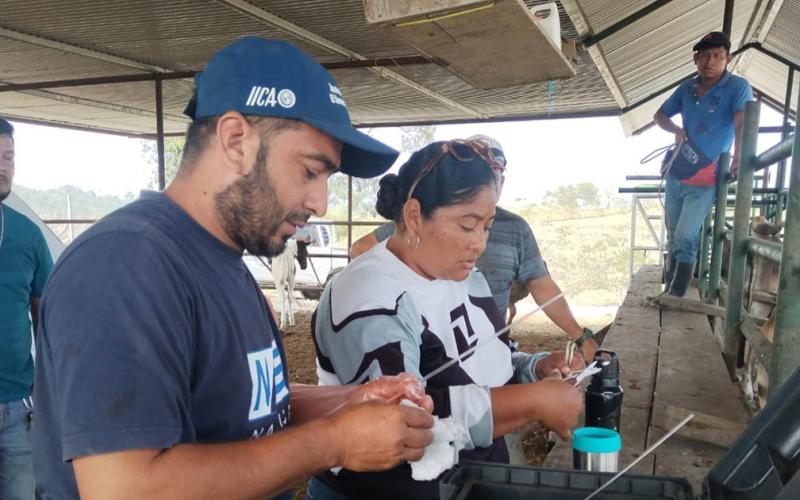 Asistencia técnica en inseminación bovina fortalece ganadería en Melchor de Mencos