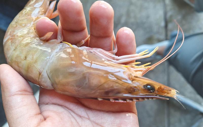 Camarón guatemalteco es elegible para ingresar a los Estados Unidos de América