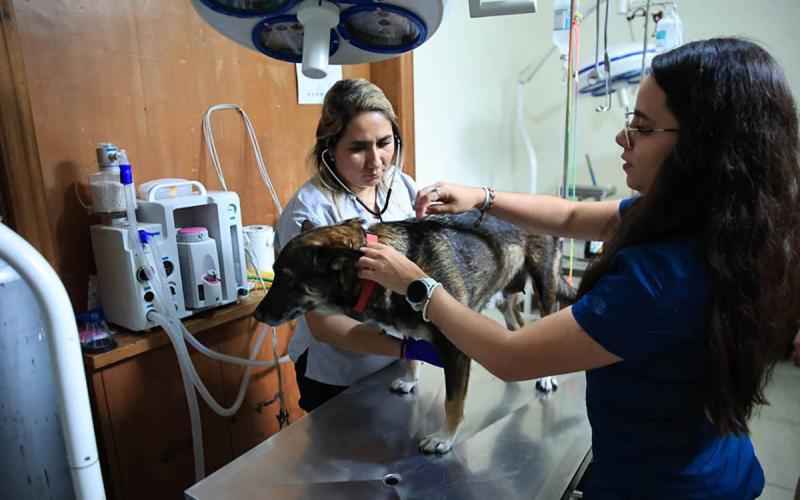 Conozca los lugares disponibles para atención de mascotas afectadas por Gusano Barrenador del Ganado 