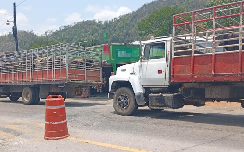 Continúan acciones de prevención y erradicación del Gusano Barrenador del Ganado