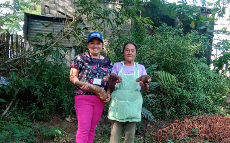 Cultivos de yuca contribuyen con la seguridad alimentaria en Villa Canales