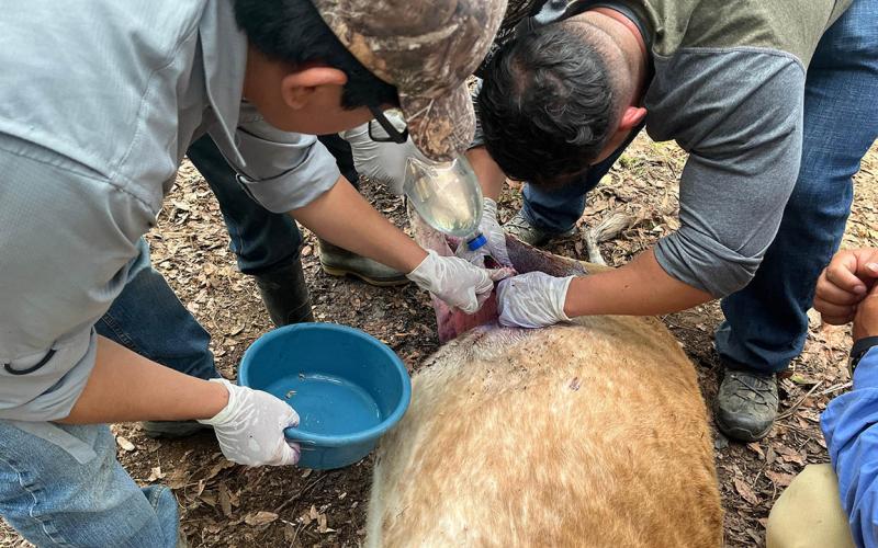 Curadas las heridas de más de 30 mil animales en prevención del Gusano Barrenador del Ganado