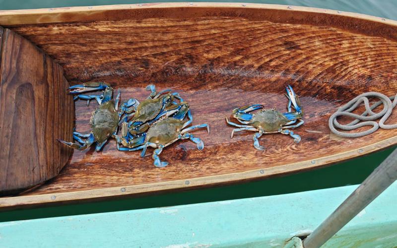 Declaran veda de jaibas en el litoral del Caribe