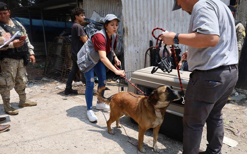 Decomisan perro en zona 18 por incumplimiento a la Ley de Bienestar Animal