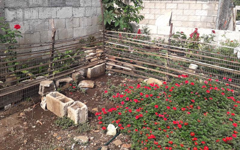 El uso del bambú en la agricultura, contribuye con la sostenibilidad ambiental 