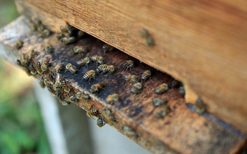 En el Día Mundial de las Abejas conozca las acciones para su resguardo y la sanidad apícola