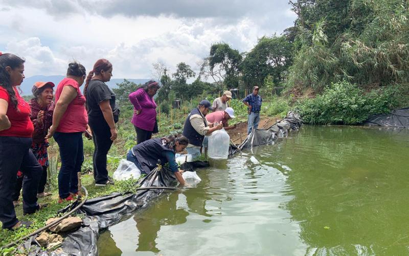 Entrega alevines de tilapia fortalece la producción del huerto comunitario en Fraijanes