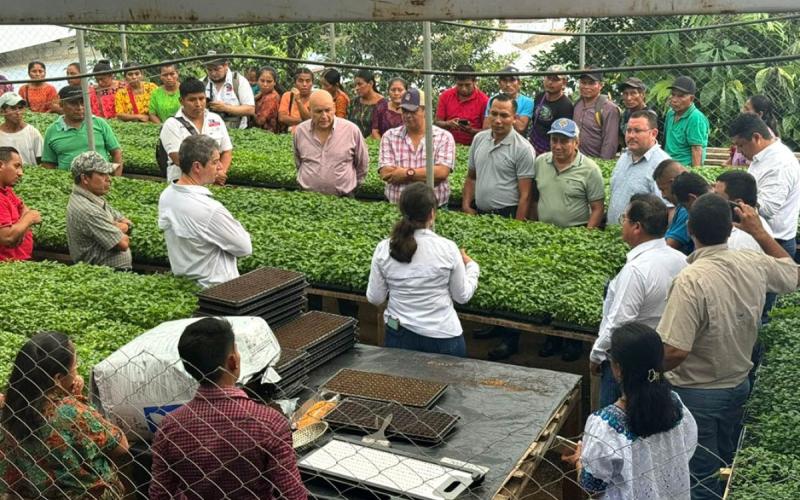 Extensionismo fortalece capacidades de los agricultores en Alta Verapaz