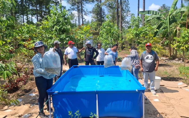 Familias de Poptún fortalecen su seguridad alimentaria con tilapia