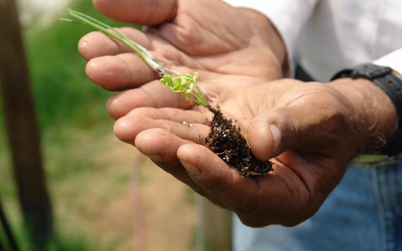 Impulsan proyectos agrícolas con sostenibilidad ambiental en Alta Verapaz