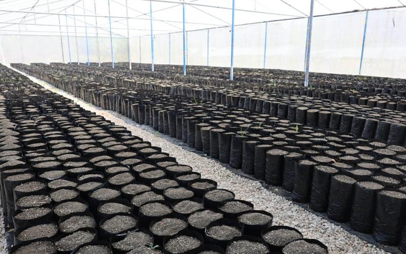 Innovan invernadero y esperan producir 17 mil plantas de limón