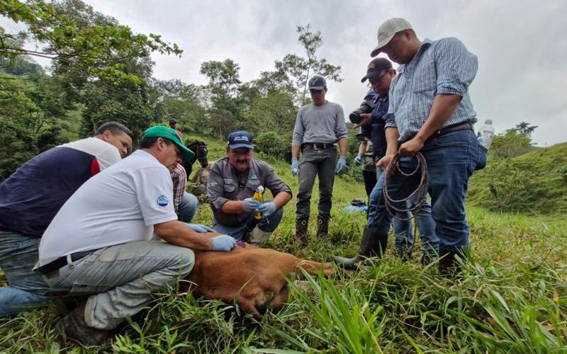 Las cuatro acciones clave para prevenir y controlar el Gusano Barrenador del Ganado