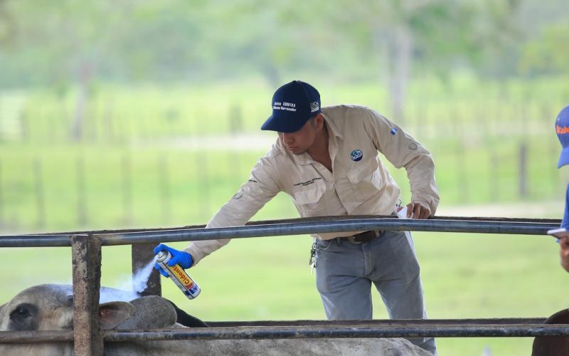 Lucha contra el Gusano Barrenador implica un esfuerzo regional