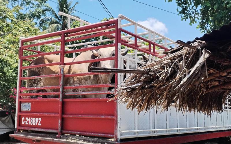 Más de 79 animales inspeccionados en puestos de control por Gusano Barrenador del Ganado