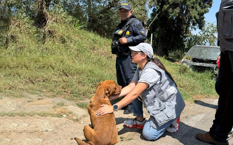 Operativo conjunto permite el decomiso de un canino