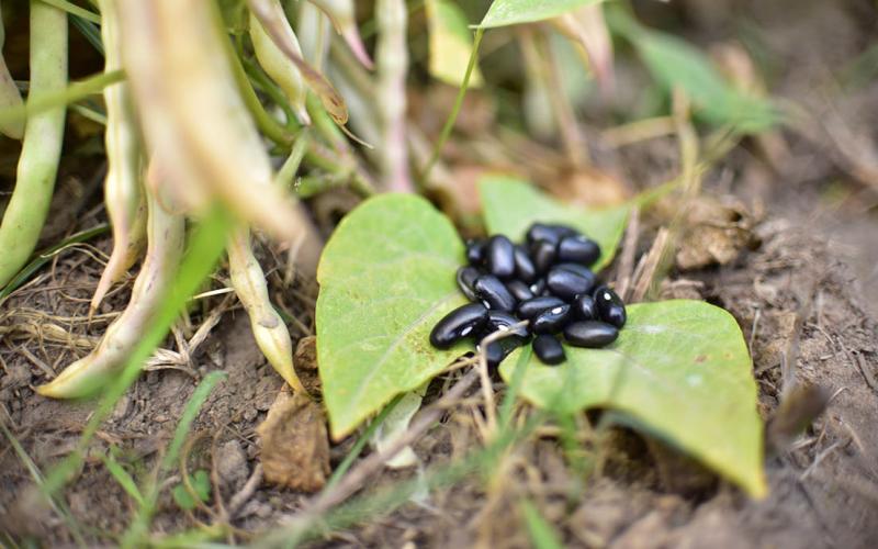 Prepárese para una semana de lluvia, debido a una Onda del Este