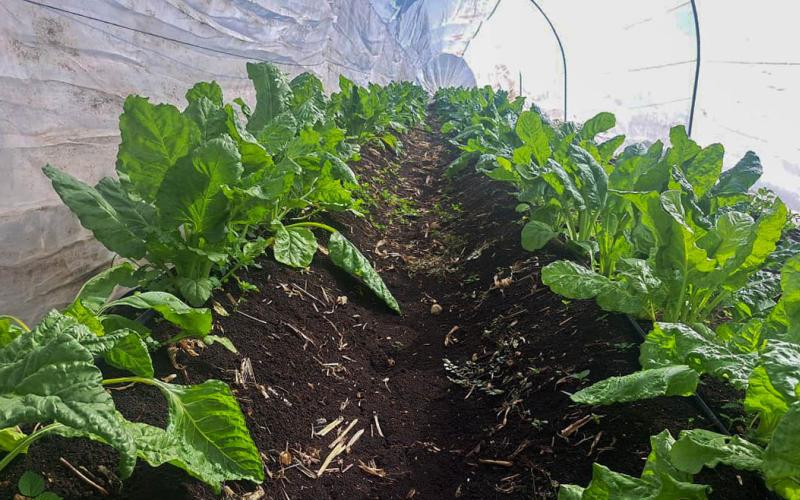 Productores de Petén reciben apoyo técnico para mejorar cultivos