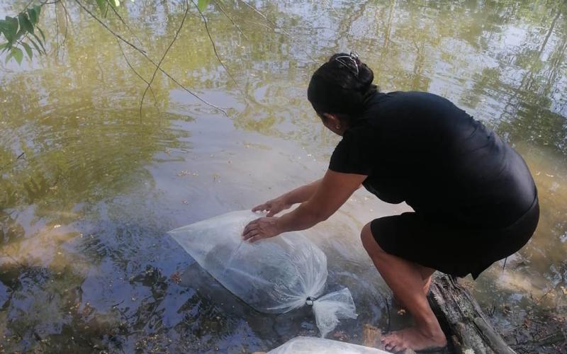Productores peteneros reciben alevines de tilapia