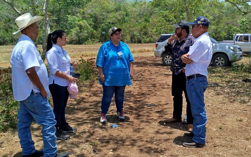 Refuerzan acciones para el control del Gusano Barrenador del Ganado en Petén