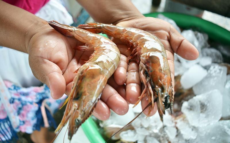 Han sido exportados más de Q14 millones en camarón a Taiwán