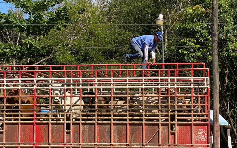 Sube a 86 mil el número de animales inspeccionados ante emergencia del Gusano Barrenador del Ganado