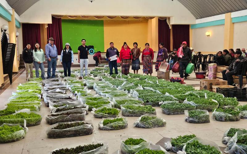 Quetzaltenango: entregan 275 mil pilones de hortalizas para huertos familiares