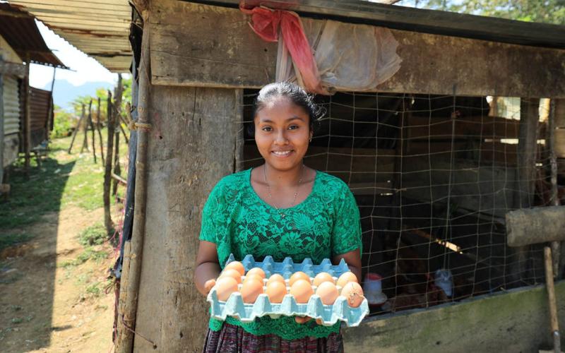 Proyecto de gallinas ponedoras transforma la vida de familias rurales en Alta Verapaz