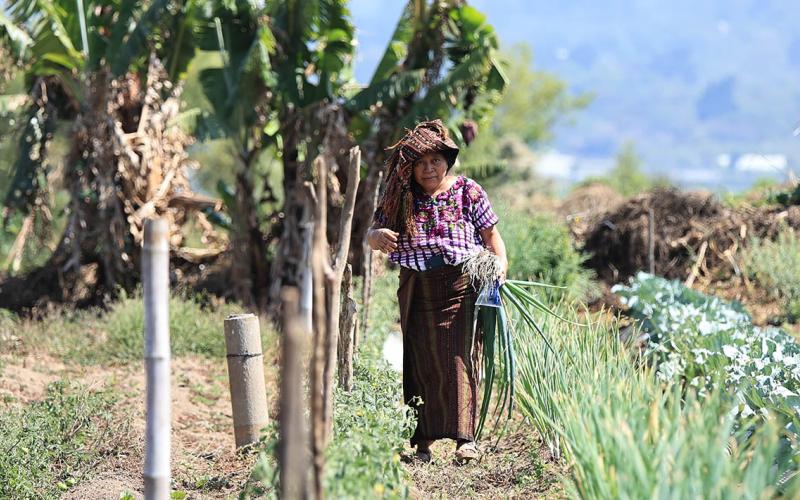 Producción sostenible y leña para el hogar: ventajas del cultivo en callejón