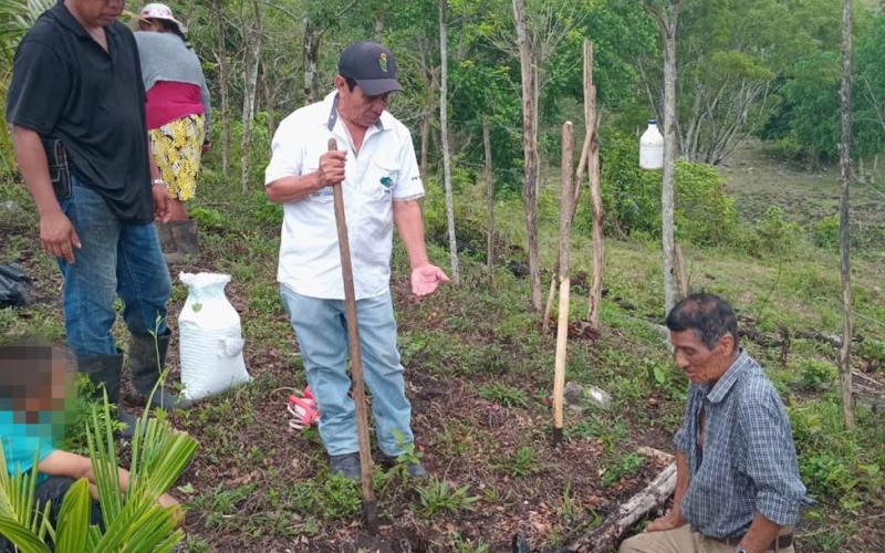 Agricultores de Petén conocen la semilla de maíz con alta calidad de proteína