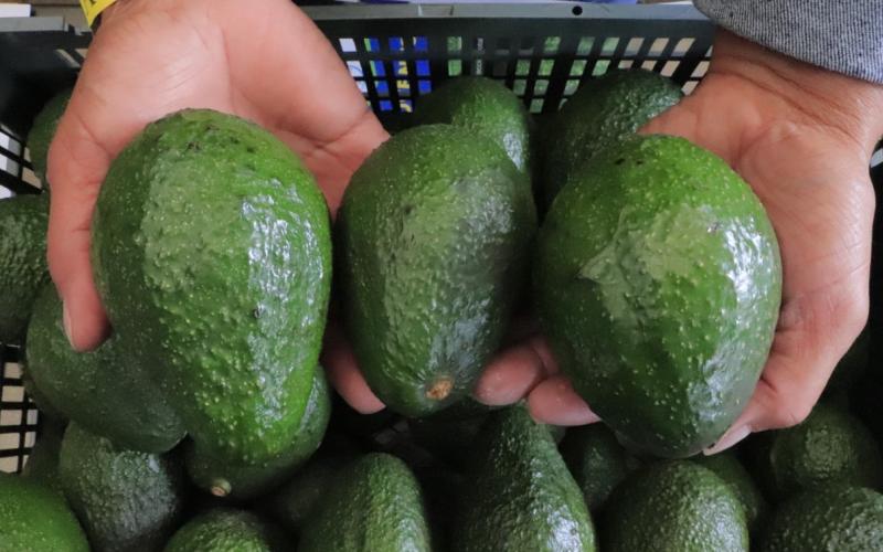 Avanza plan operativo para exportar aguacate Hass a EE.UU.