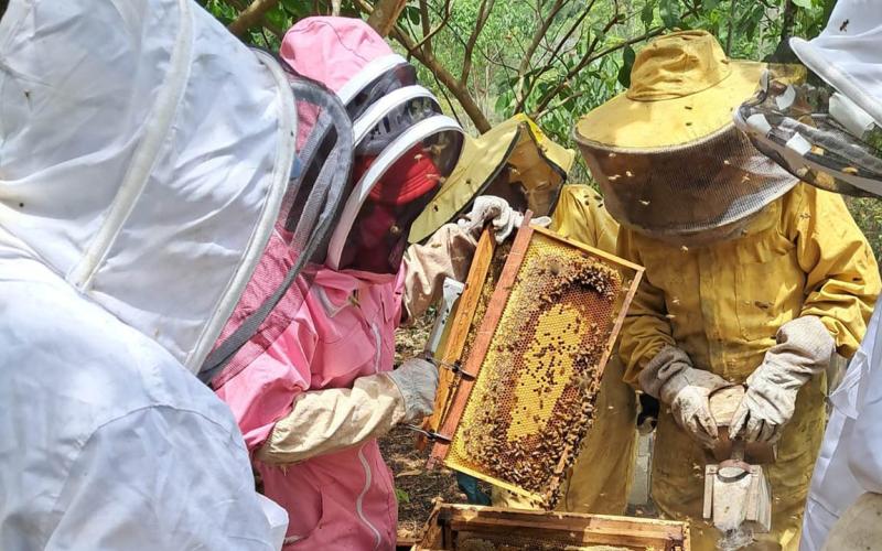 Avanza el IV Diplomado en Apicultura Tropical