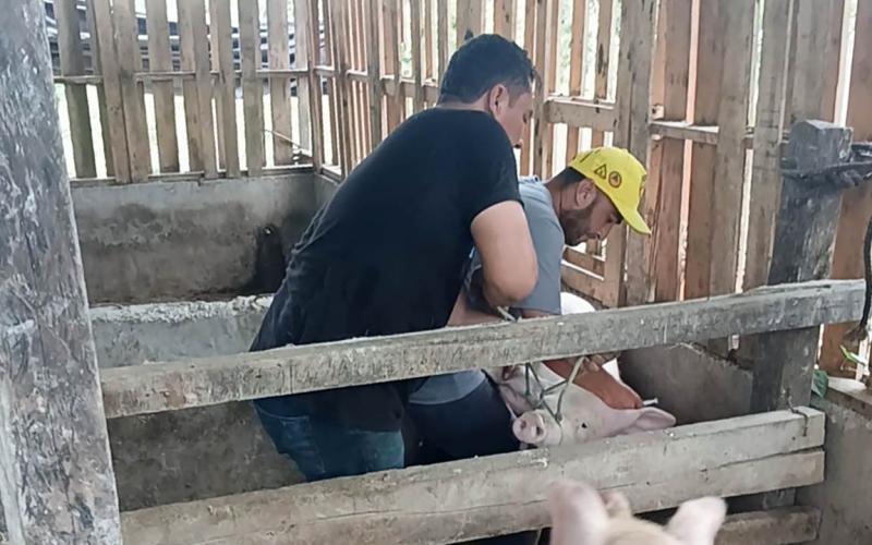 Brindan asistencia técnica a productor porcino en Santa Ana