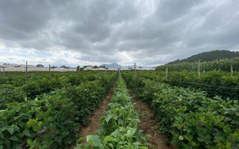 Alerta Agropecuaria por incremento de saturación de suelos en zonas agrícolas