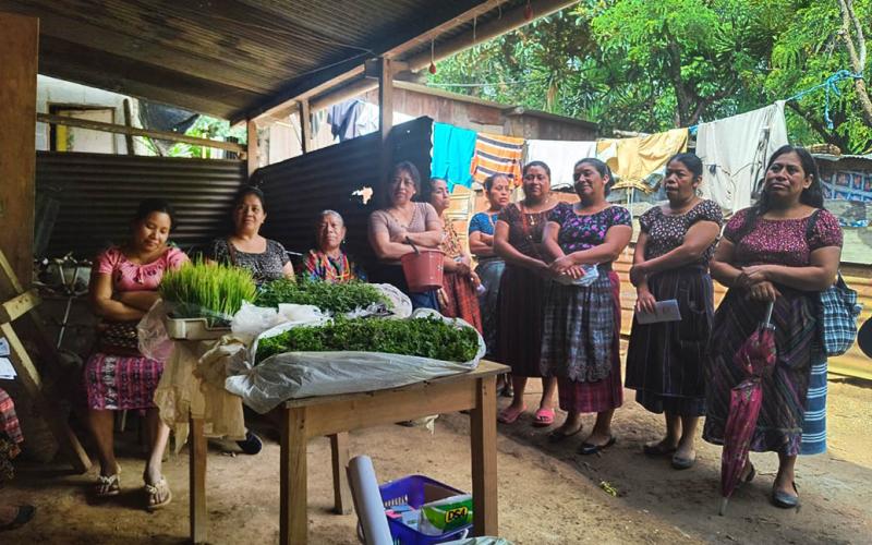 Con semillas y pilones se apoya producción agrícola de San Pedro Sacatepéquez