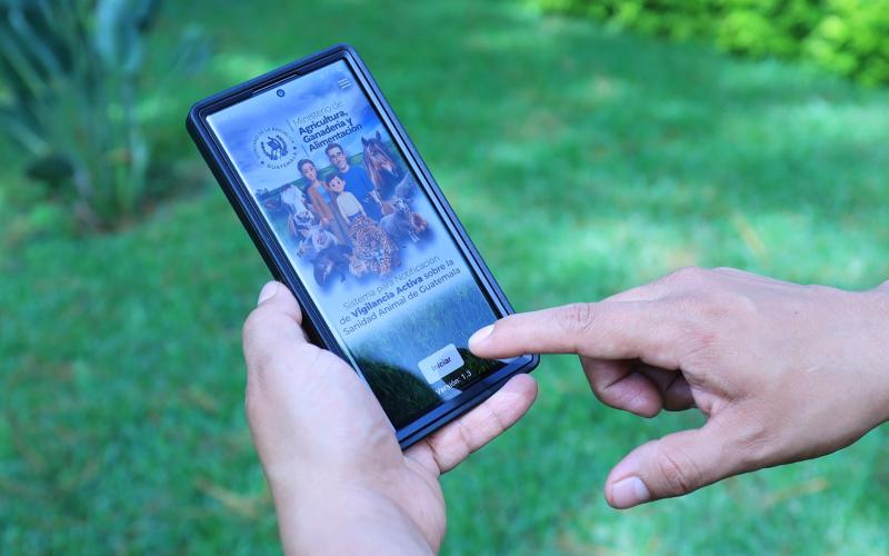 Conozca los cinco pasos para notificar casos de gusano barrenador en la app DSA GT