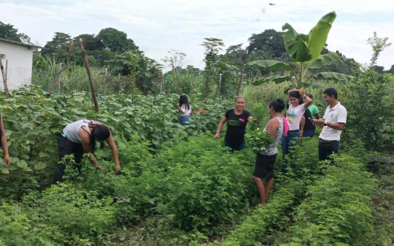 Cosechan alimentos nutritivos gracias a huertos comunales y familiares