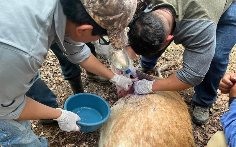 Crean programa para la contención, control y erradicación del Gusano Barrenador del Ganado