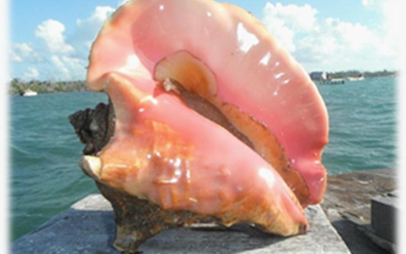 Declaran veda de caracol reina y de camarones en el Caribe 