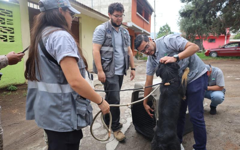 Decomisan 3 caninos en Quetzaltenango por no garantizar su bienestar animal 
