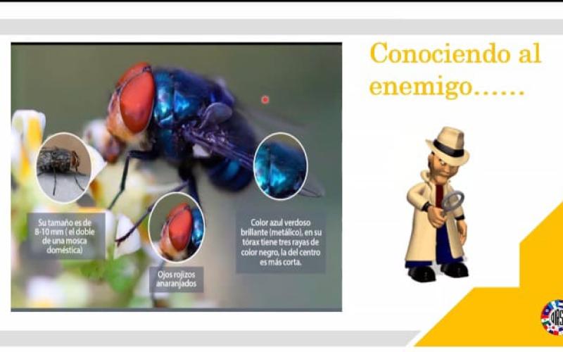 Destacan acciones que Guatemala realiza por el Gusano Barrenador del Ganado